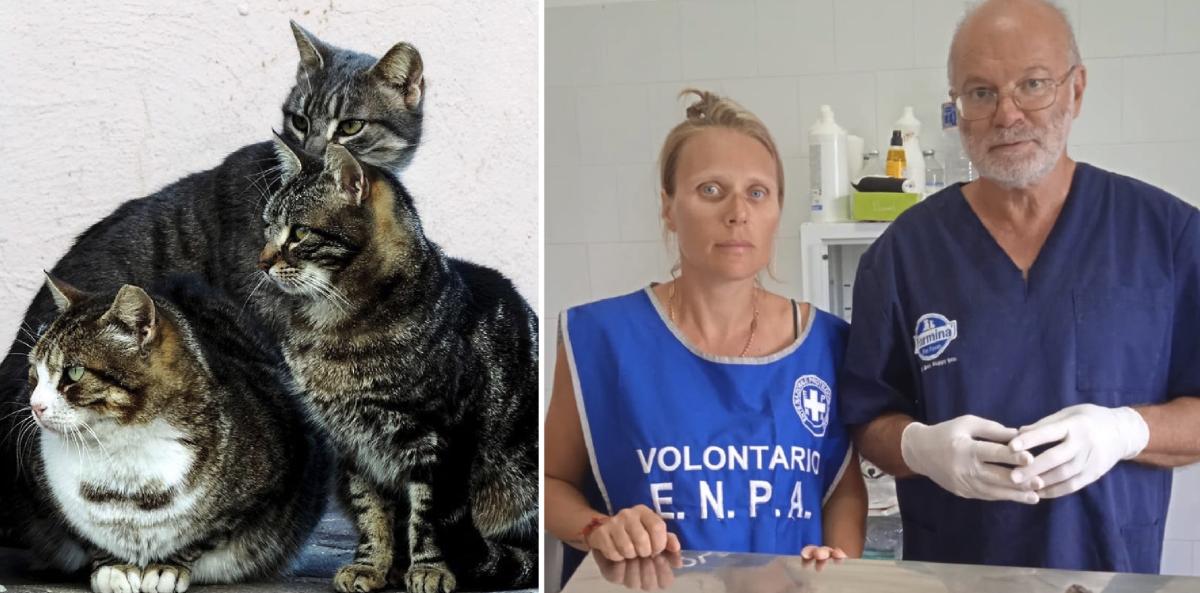 Sterilizzazione Gatto: Cosa Devi Sapere? - Mylab Nutrition Group - Foto 6