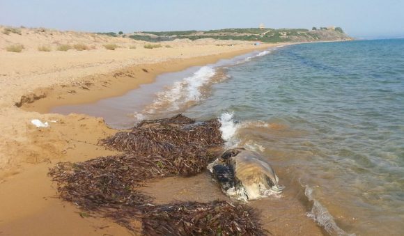 animale spiaggia triscina 2