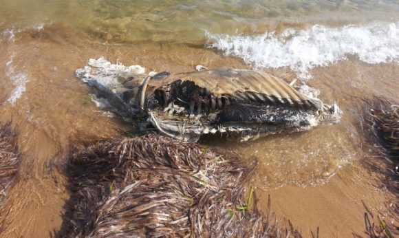 animale spiaggia triscina 3