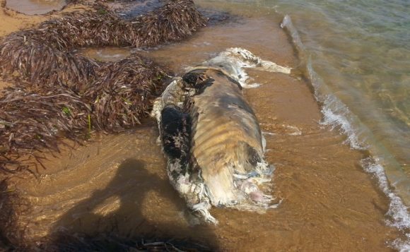 animale spiaggia triscina 4