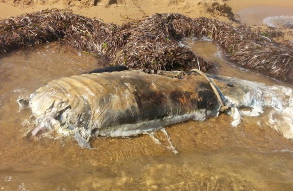 animale spiaggia triscina