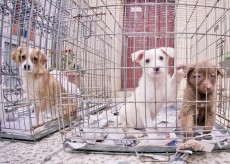 canile castelvetrano