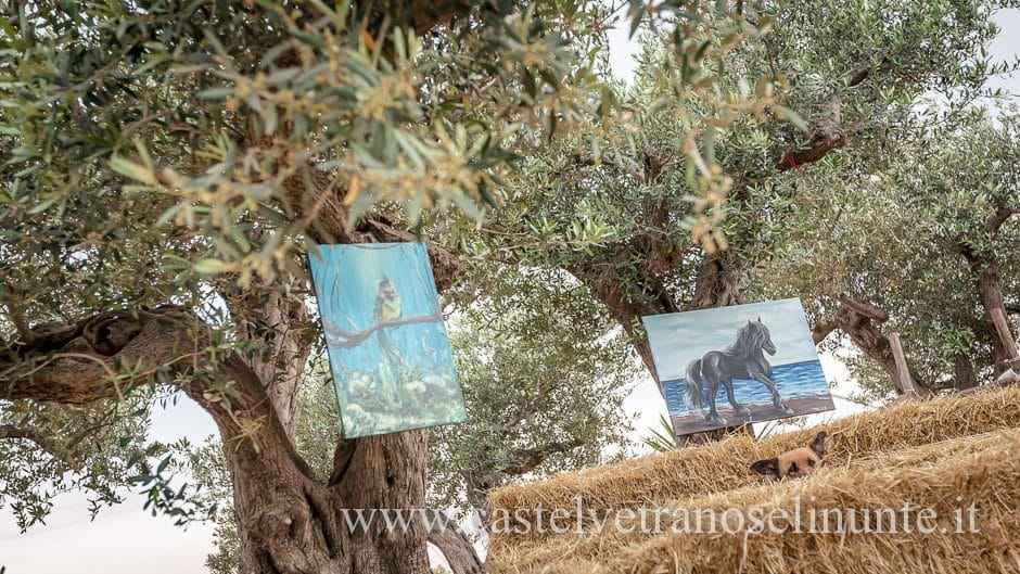 equus-cimarosa-2015-5916