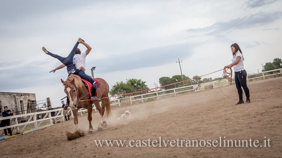 equus-cimarosa-2015-6006