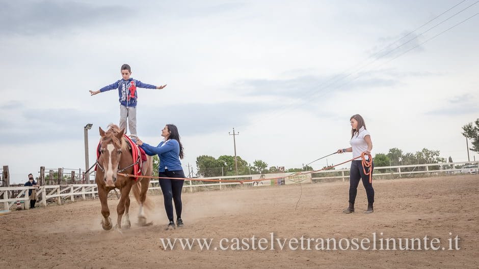 equus-cimarosa-2015-6014