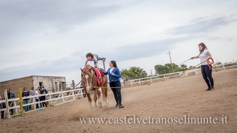 equus-cimarosa-2015-6020