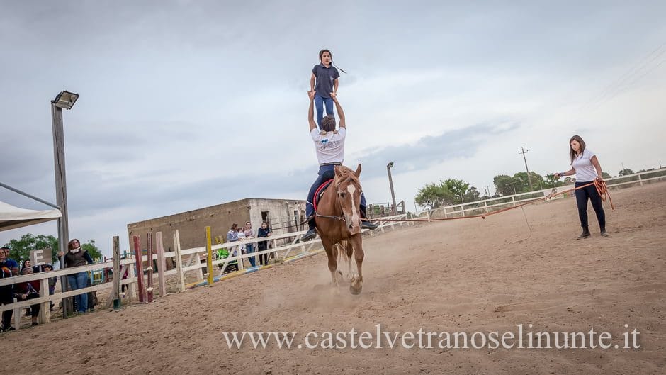 equus-cimarosa-2015-6082