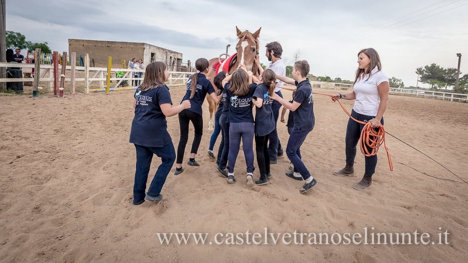 equus-cimarosa-2015-6109