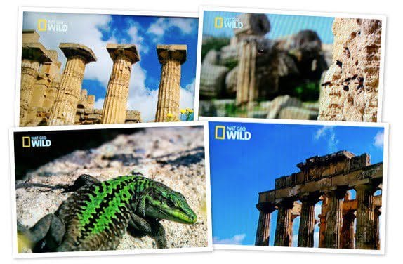 nat geo wild selinunte