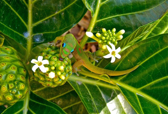 national geographic 2011 04