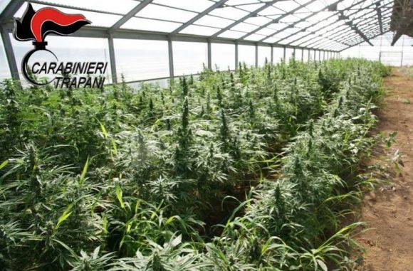 piantagione droga