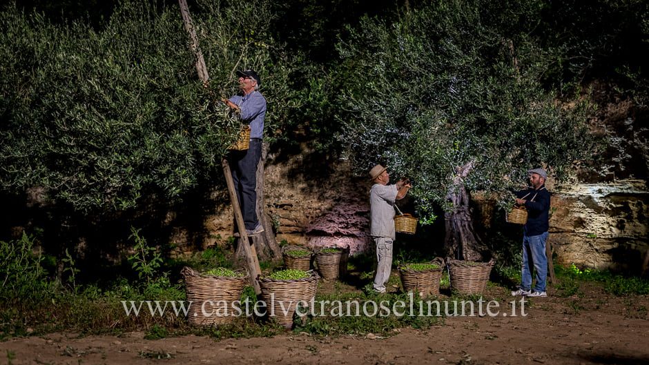 raccolta-olive-notte-20