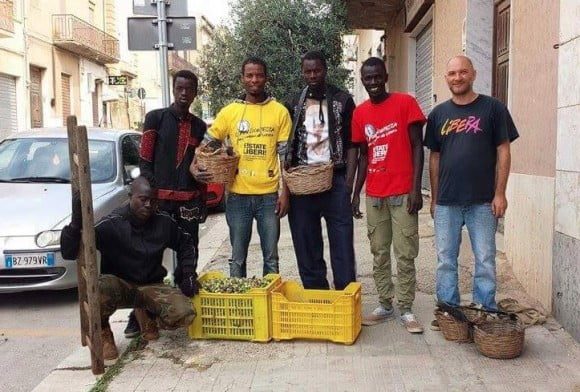 ulivi olio campobello